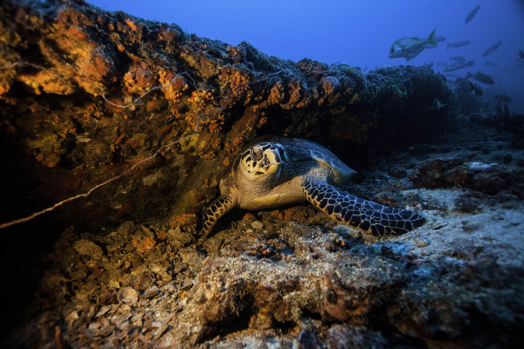 A green sea turtle resting in a coral reef. 