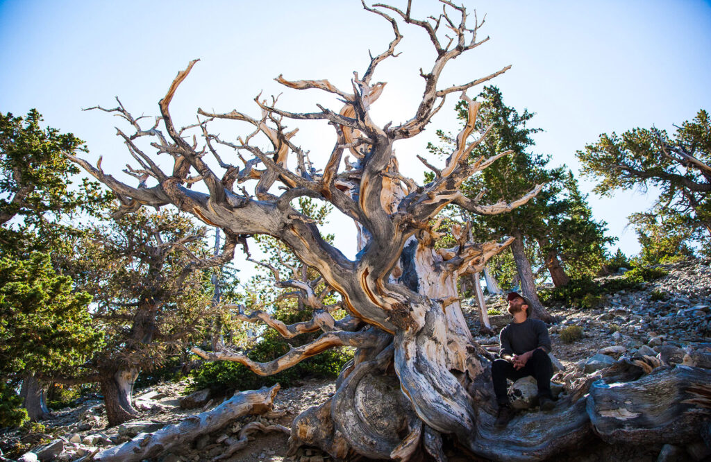 A bristlecone pine tree in Great Basin National Park