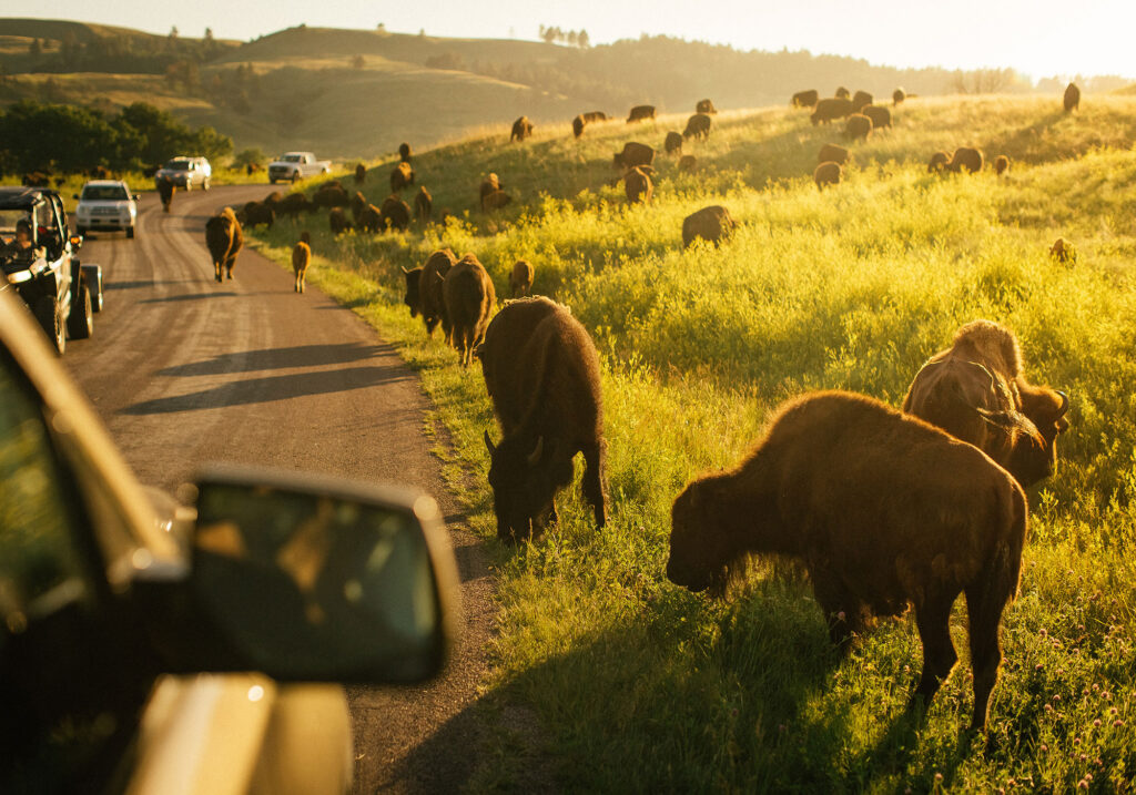 Custer State Park, South Dakota