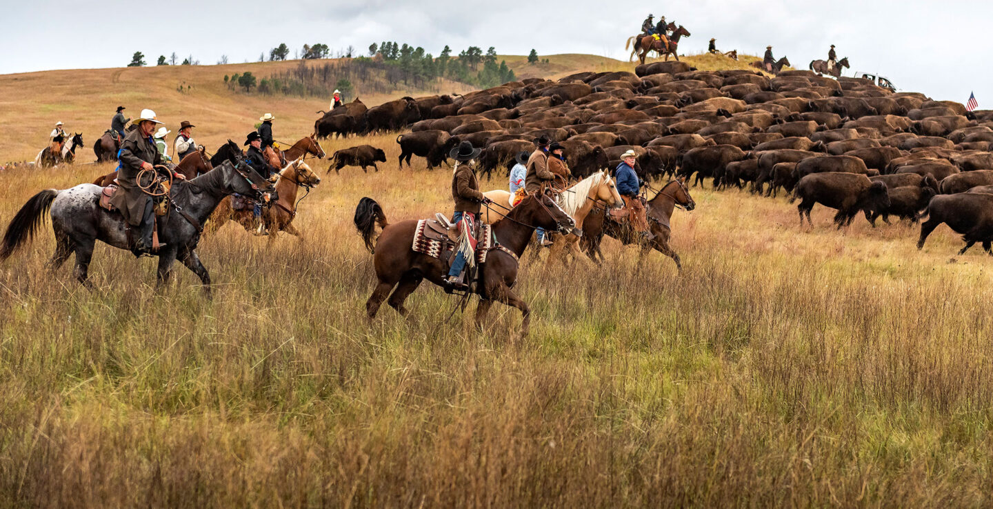 Buffalo Roundup in Custer State Park, South Dakota
