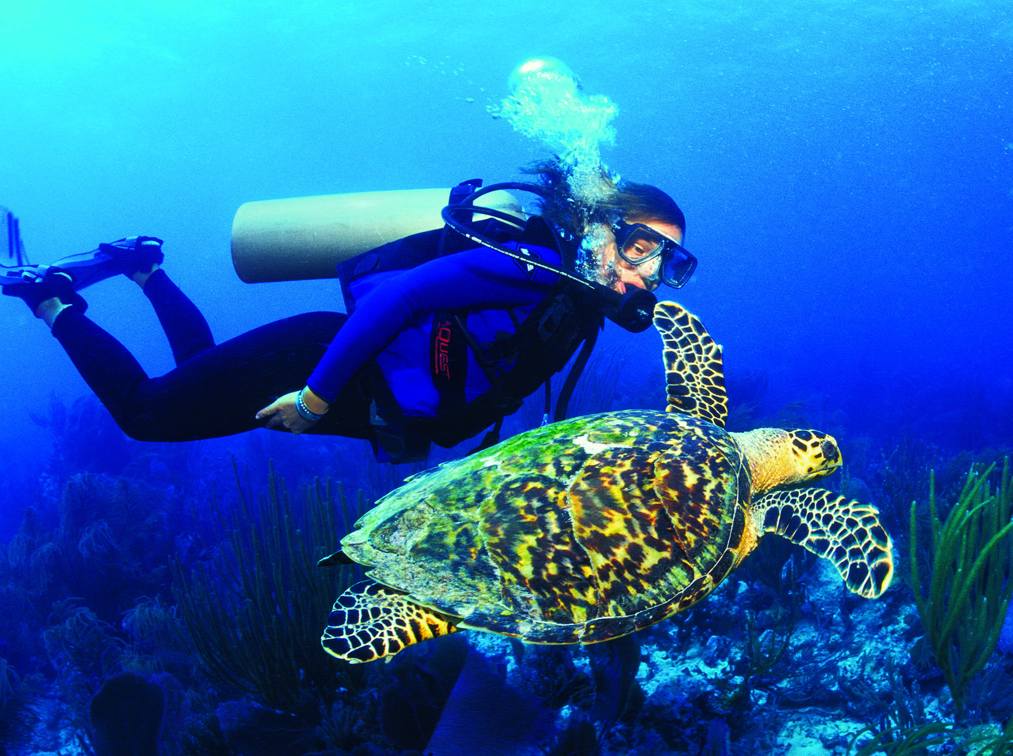 Scuba diving alongside a hawksbill turtle off the coast of St. Thomas in the U.S. Virgin Islands; Credit: U.S. Virgin Islands Department of Tourism