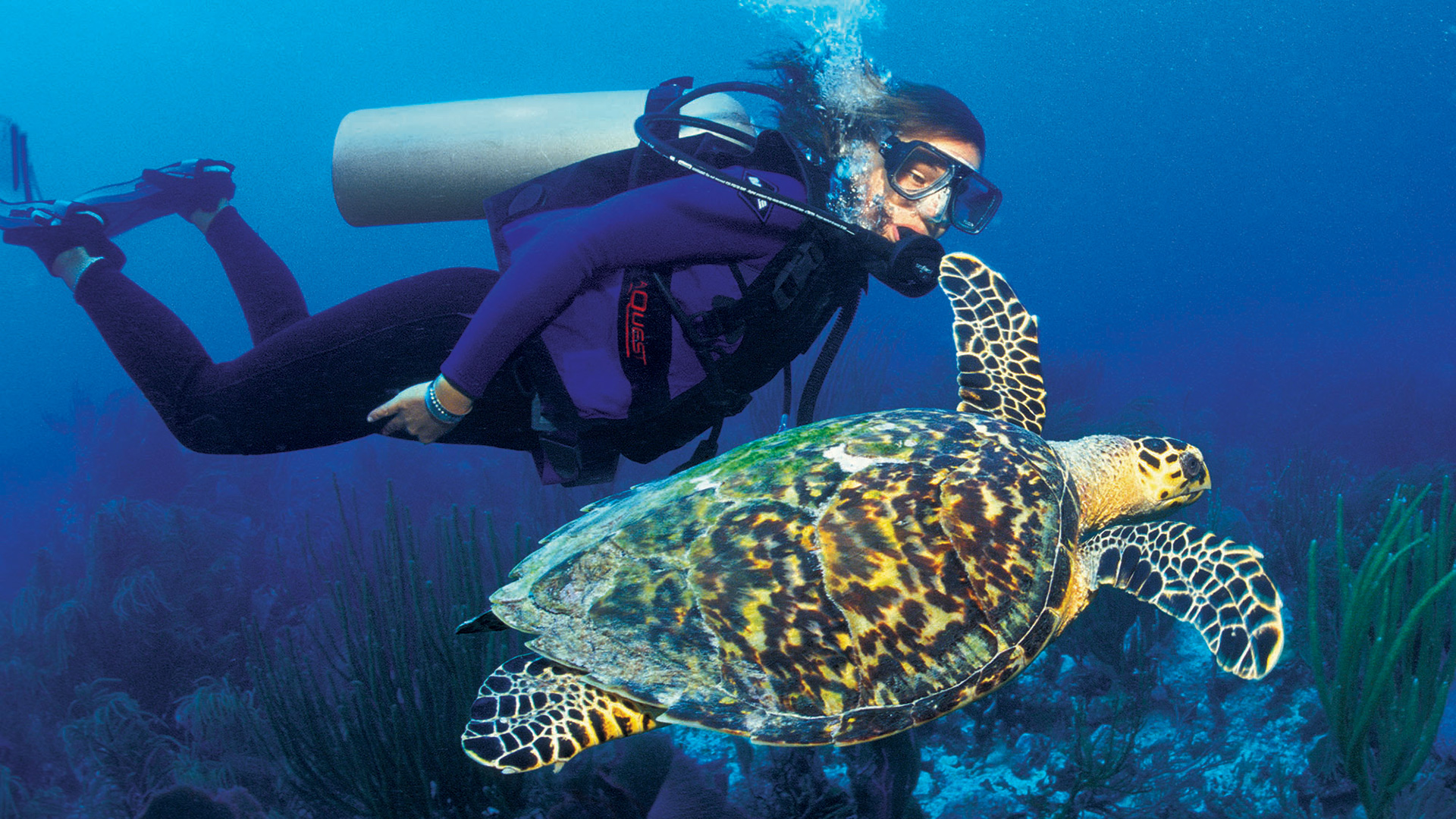 Buceo junto a una tortuga carey frente a la costa de Santo Tomás, en las Islas Vírgenes de Estados Unidos