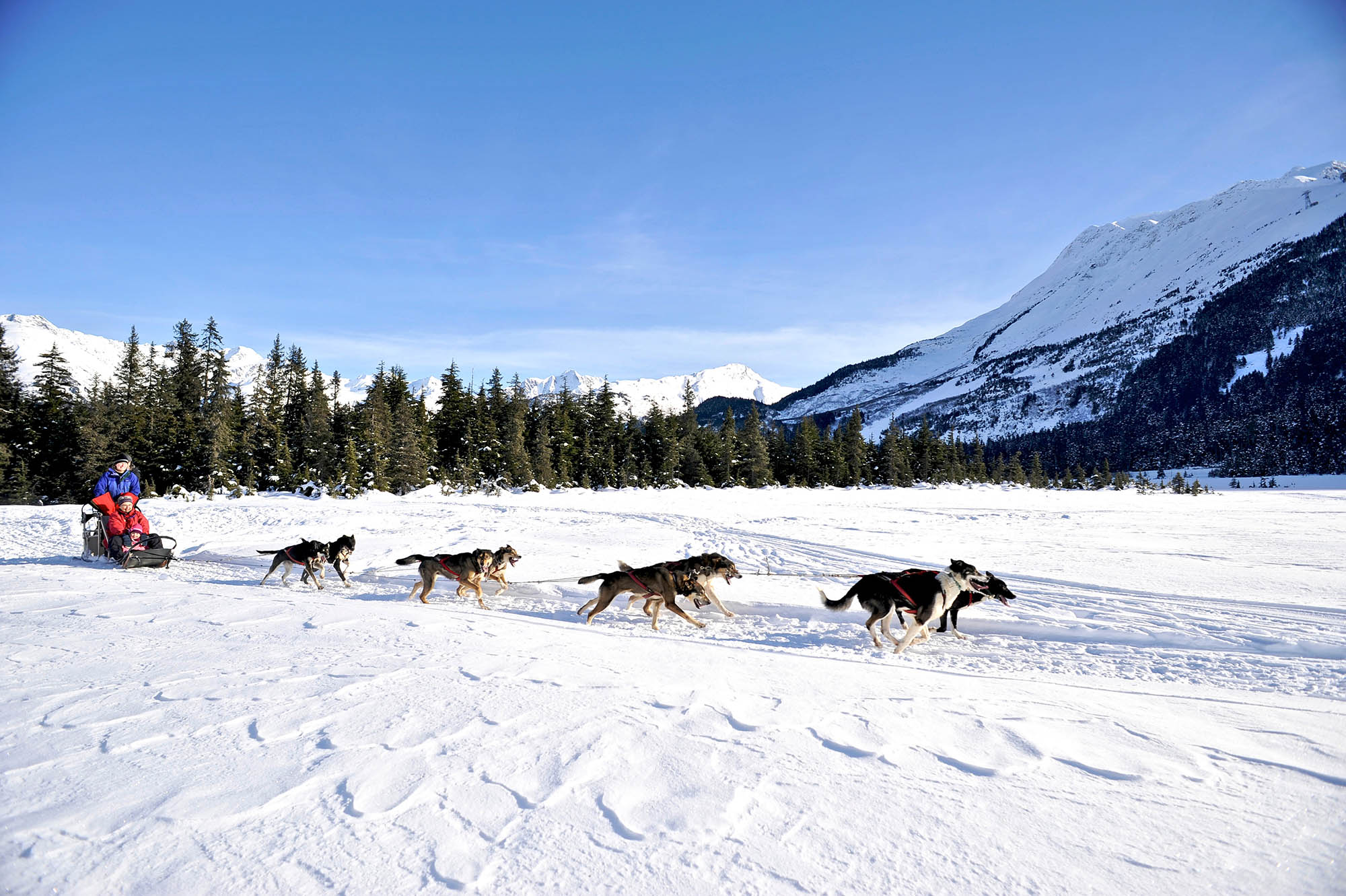 Traîneau à chiens à Girdwood, AlaskaCrédit : Matt Hage, Travel Alaska