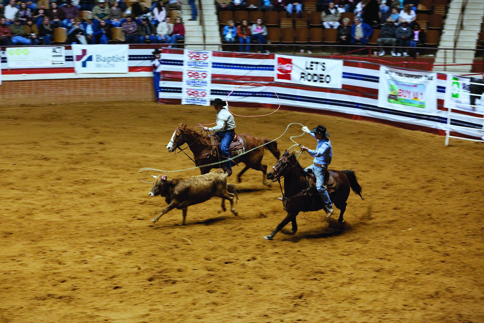 Rodeo cowboy roping cattle at the Southeast Livestock Exposition Rodeo in Montgomery, Alabama
