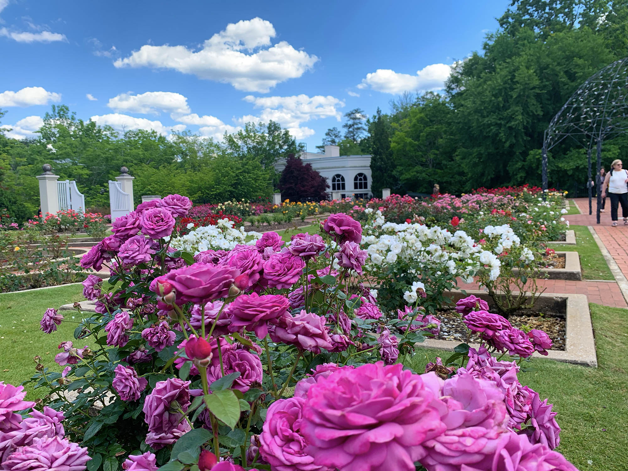 Vivid flowers at the Dunn Formal Rose Garden at the Birmingham Botanical Gardens in Birmingham, Alabama