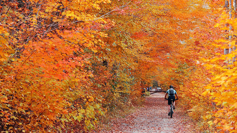 Biking a flat, foliage-lined trail in Stowe, Vermont