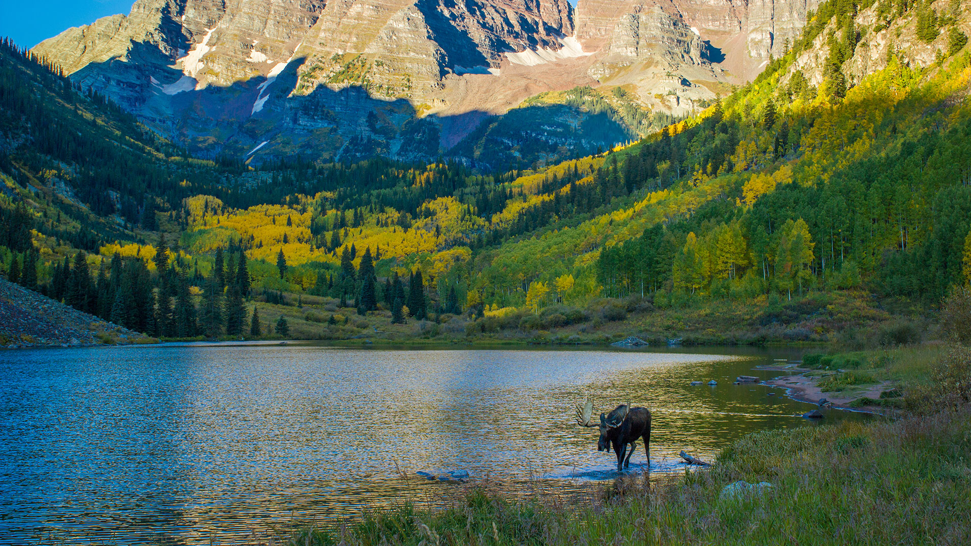 A wild moose at Maroon Bells near Aspen Snowmass, Colorado