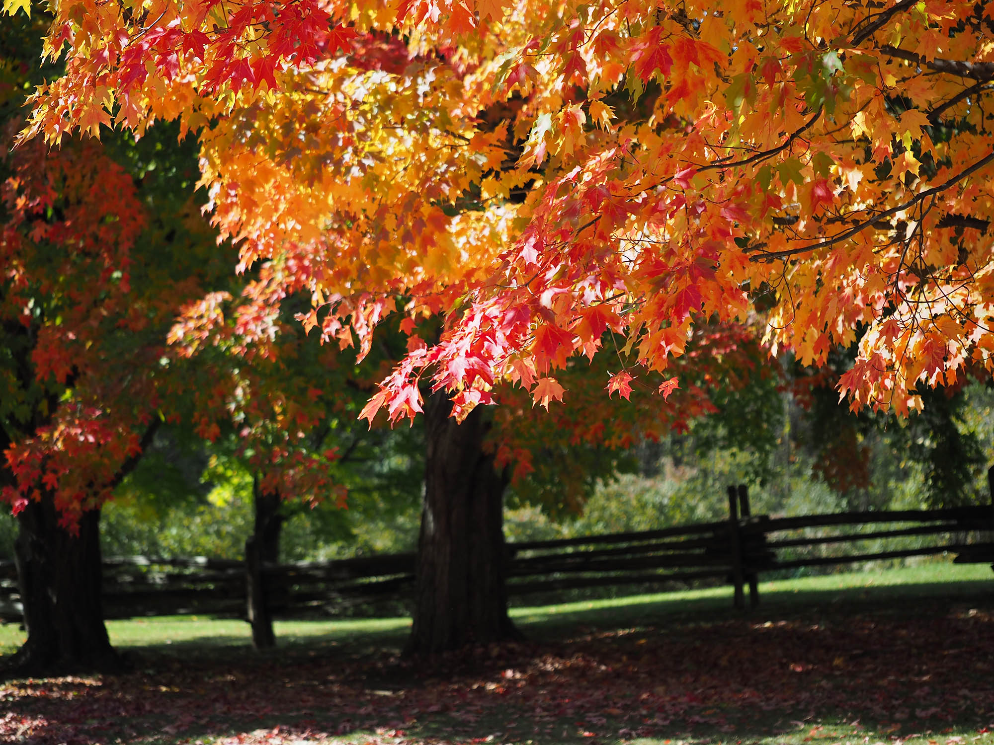 Maple trees with fall color near Montpelier, Vermont