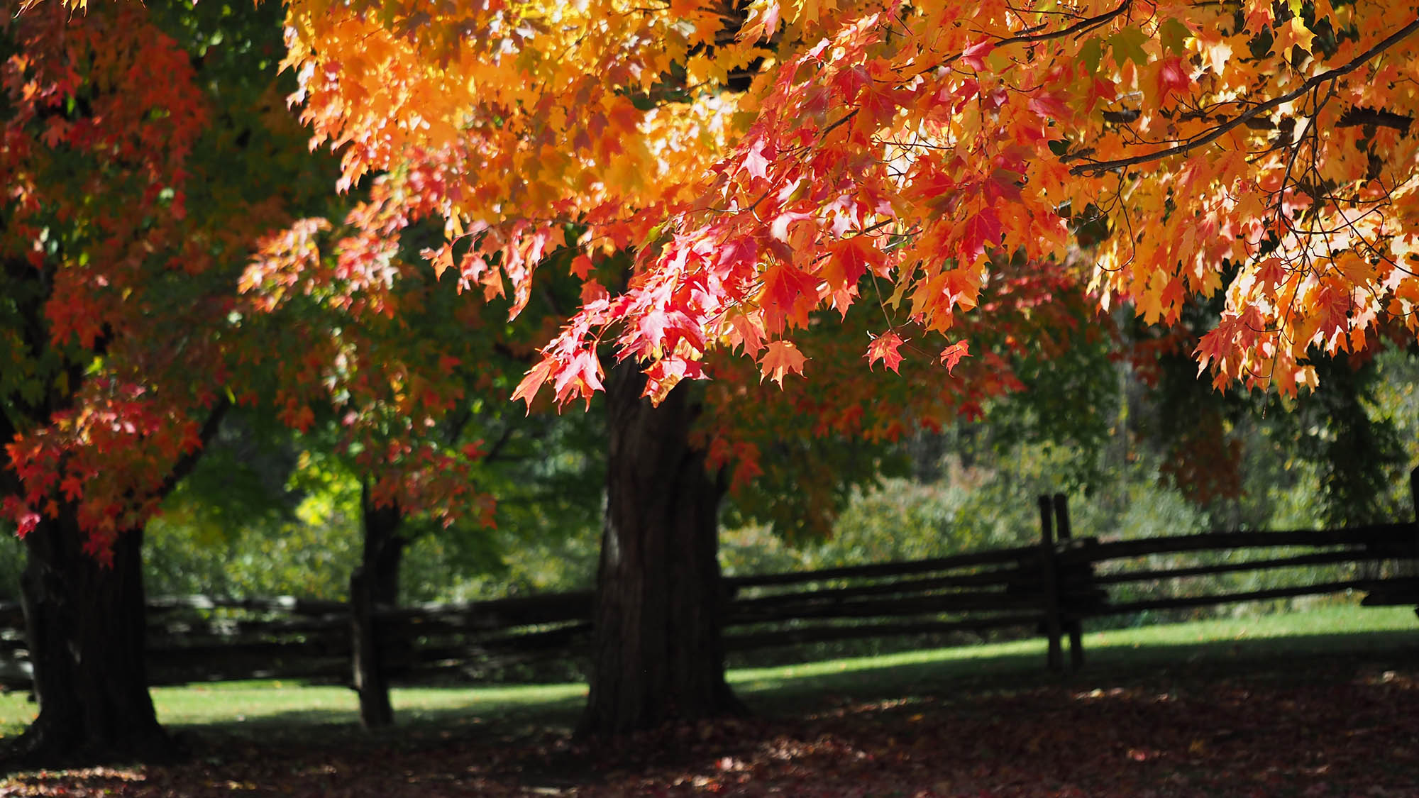 Maple trees with fall color near Montpelier, Vermont