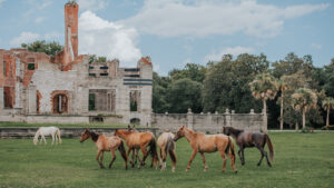 Wild horses on Cumberland Island, Georgia