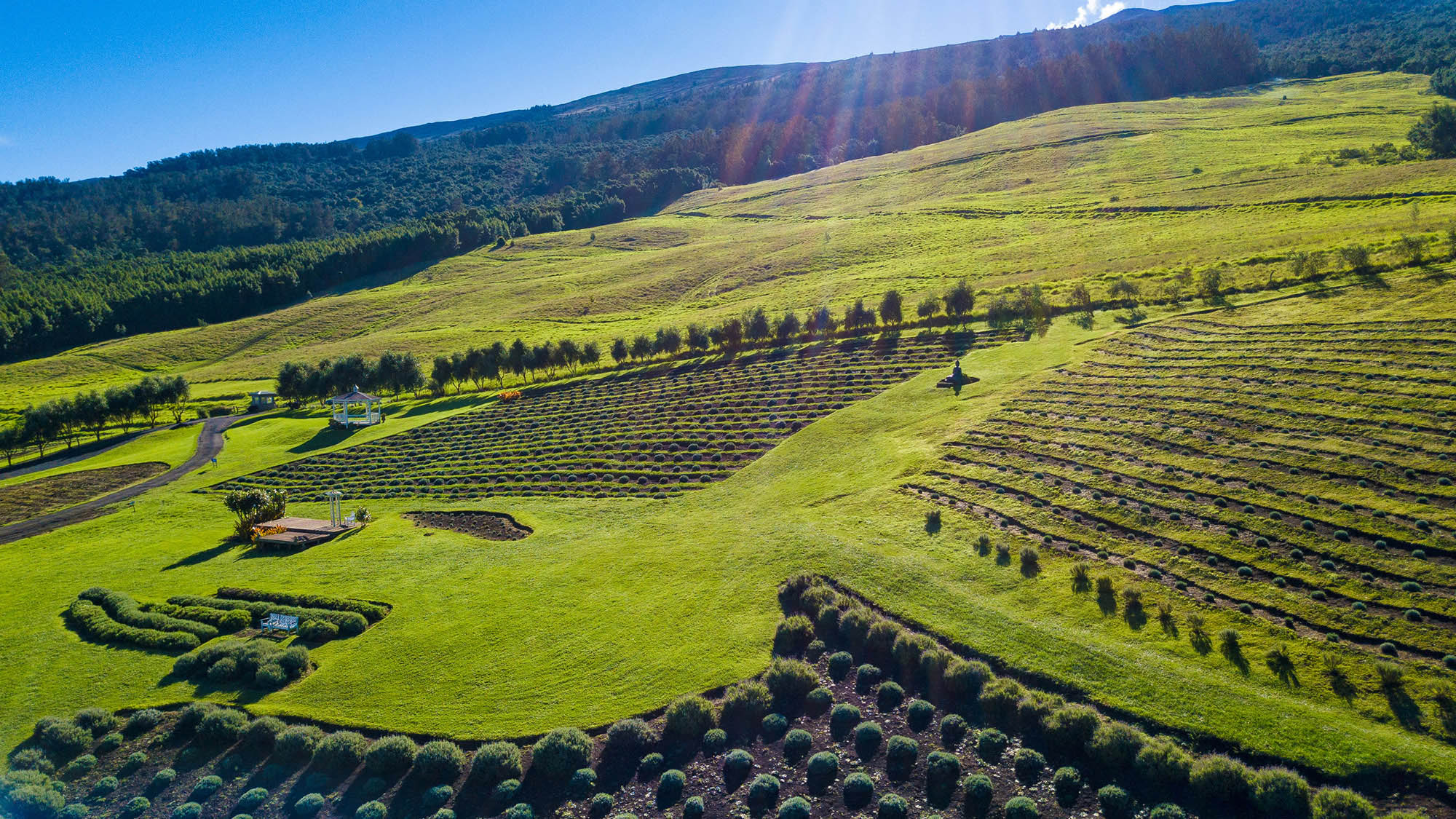 Aliʻi Kula Lavender Farm on Maui, Hawaiʻi; Credit: Maui Visitors & Convention Bureau