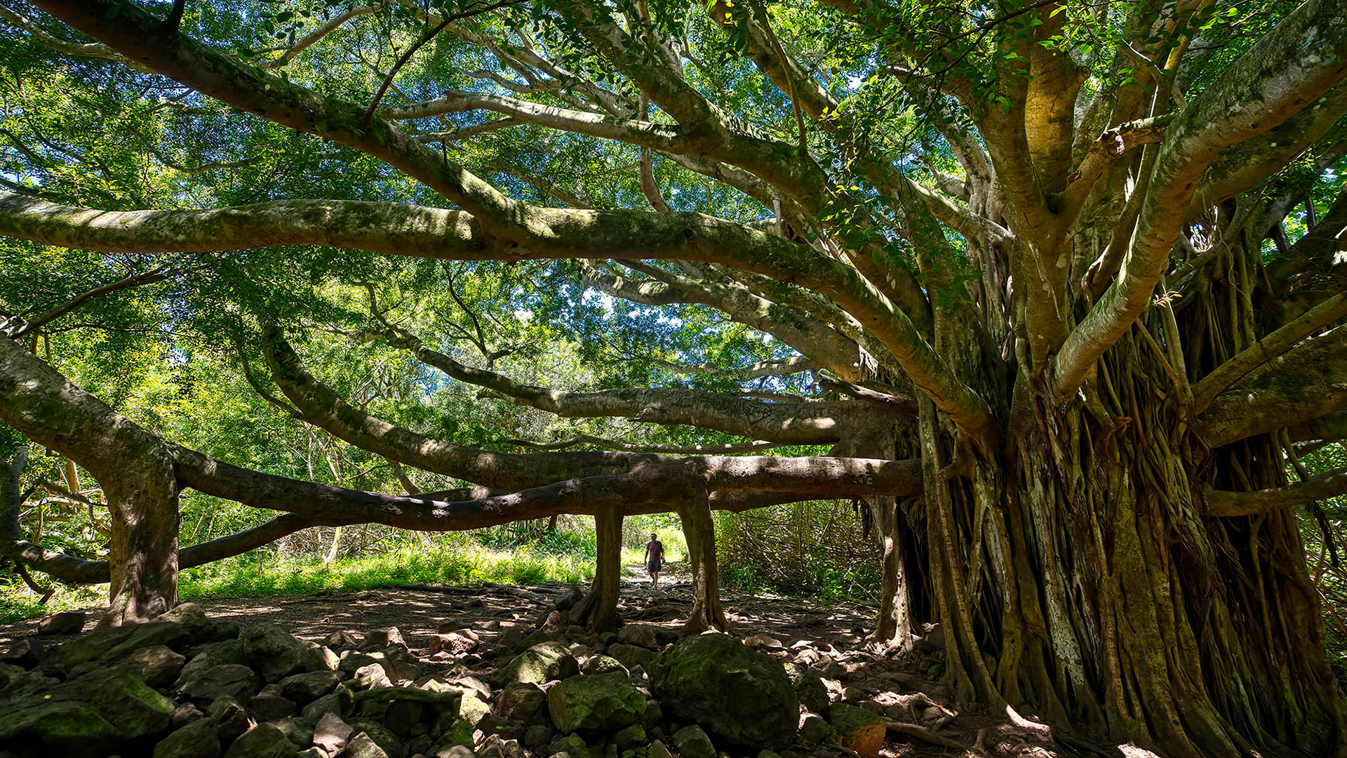 Pipiwai Trail Banyan Tree on Maui, Hawaiʻi; Credit: Maui Visitors & Convention Bureau