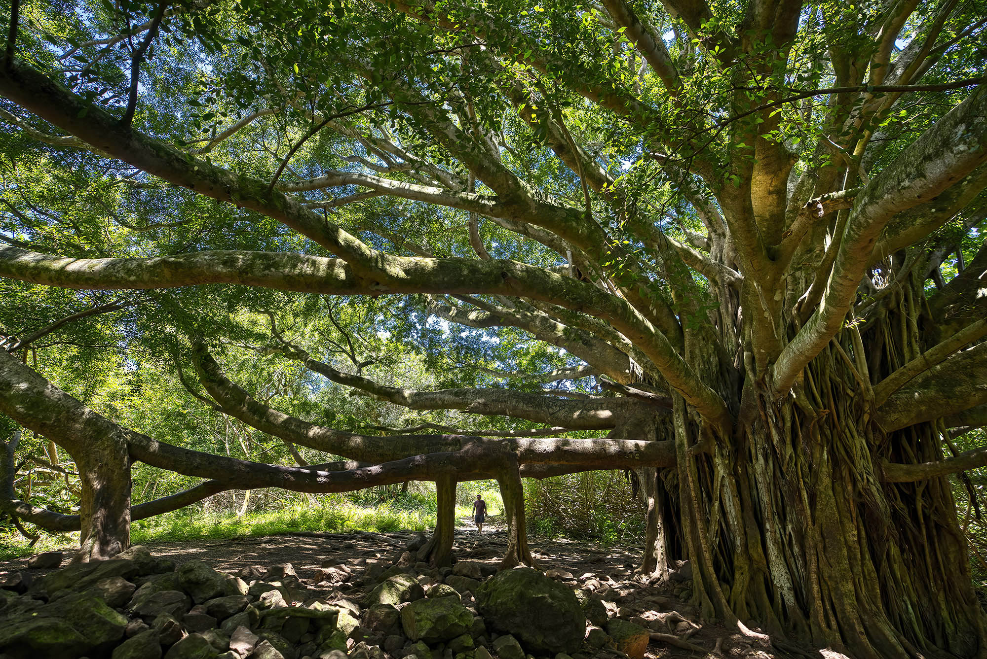 Pipiwai Trail Banyan Tree on Maui, Hawaiʻi; Credit: Maui Visitors & Convention Bureau