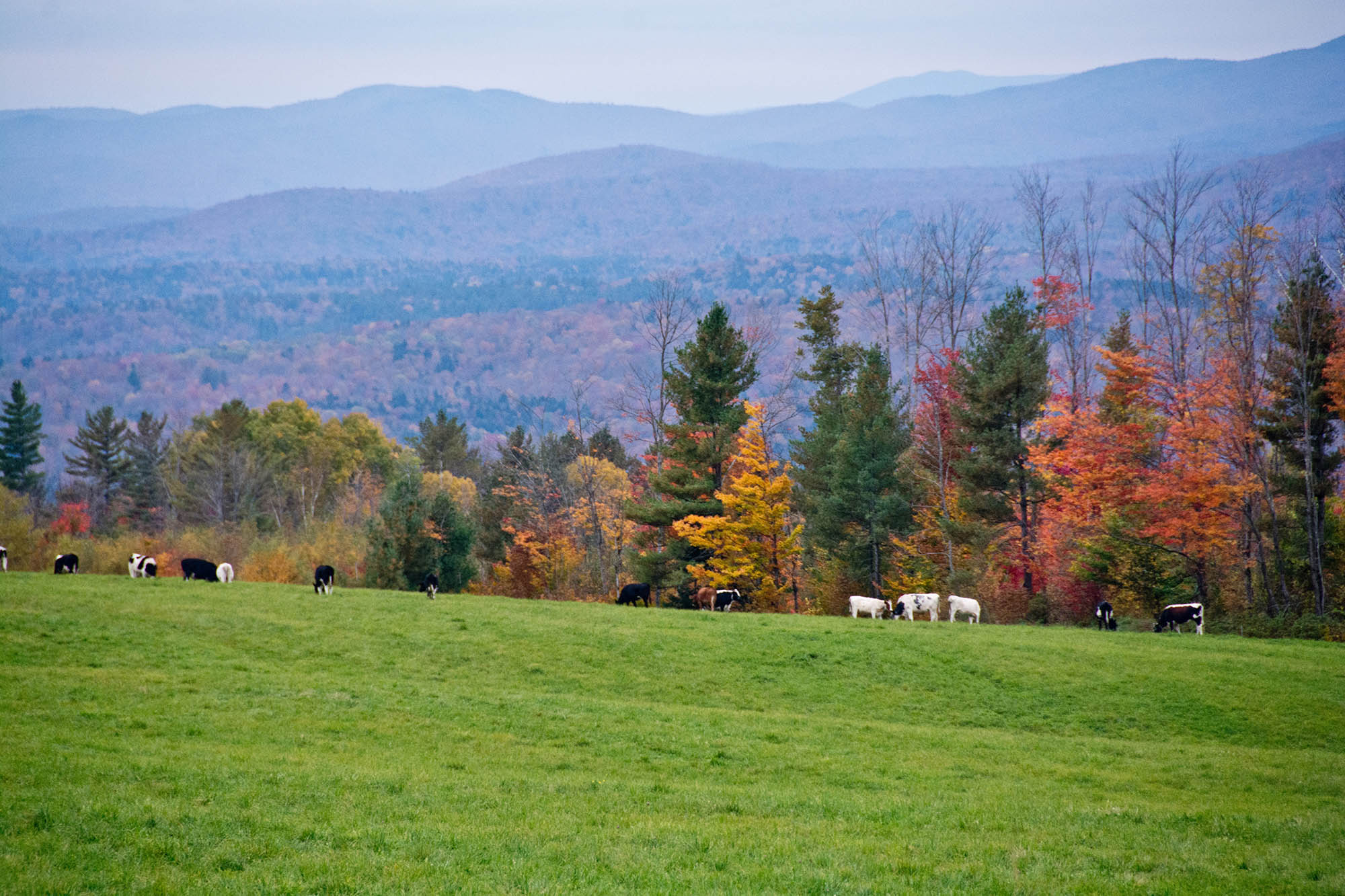 Farm animals and fall foliage around a field in Montpelier, Vermont
