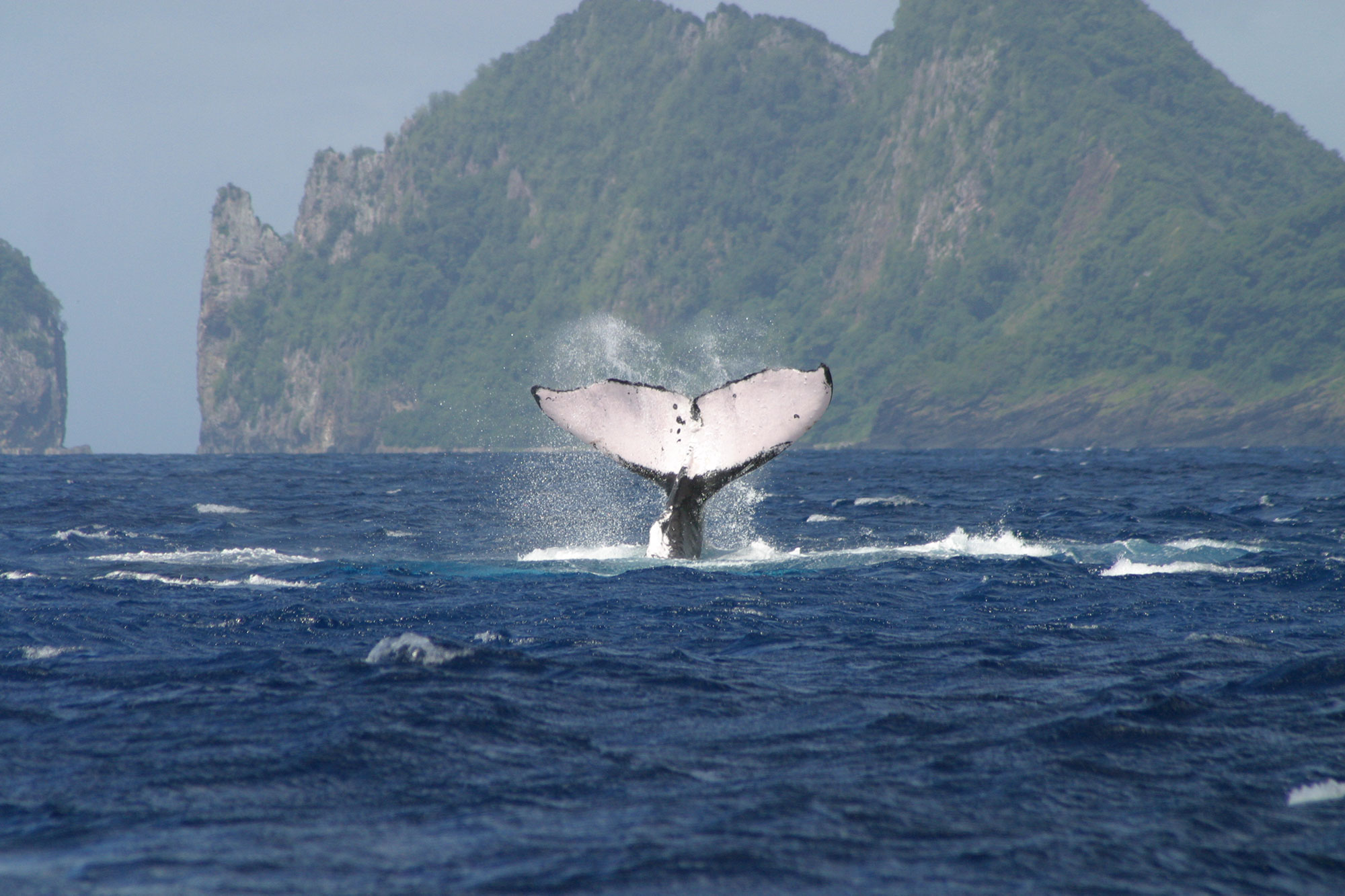 Humpback whale in the National Marine Sanctuary of American Samoa  
