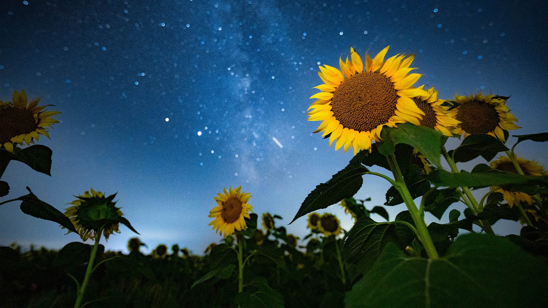 Sunflower field in Northeast Kansas; Credit: Kansas Tourism