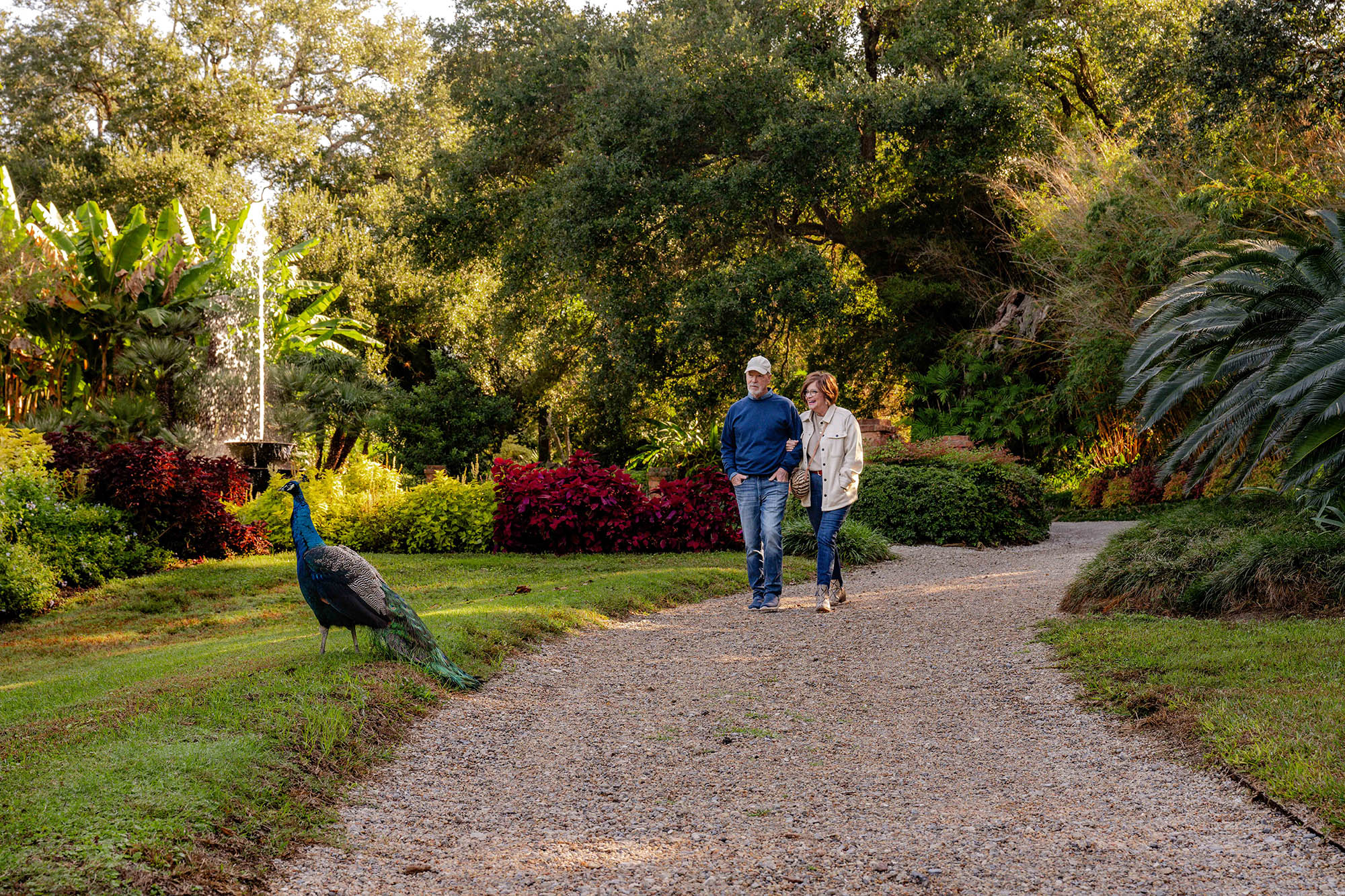 Spotting a peacock at the Rip Van Winkle Gardens in New Iberia, Louisiana. Credit: Lafayette Travel