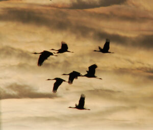 Grues du Canada migrant à travers les plaines près de Grand Island, au Nebraska