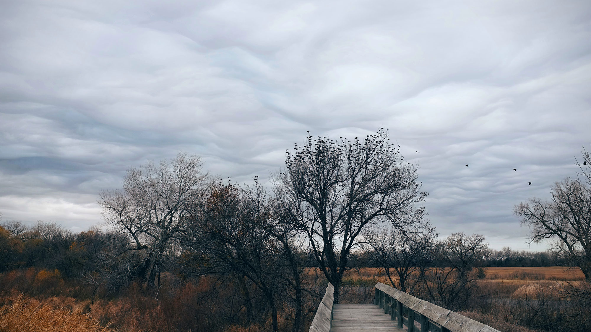 Flock of birds in a tree by the Platte River near Grand Island, Nebraska
