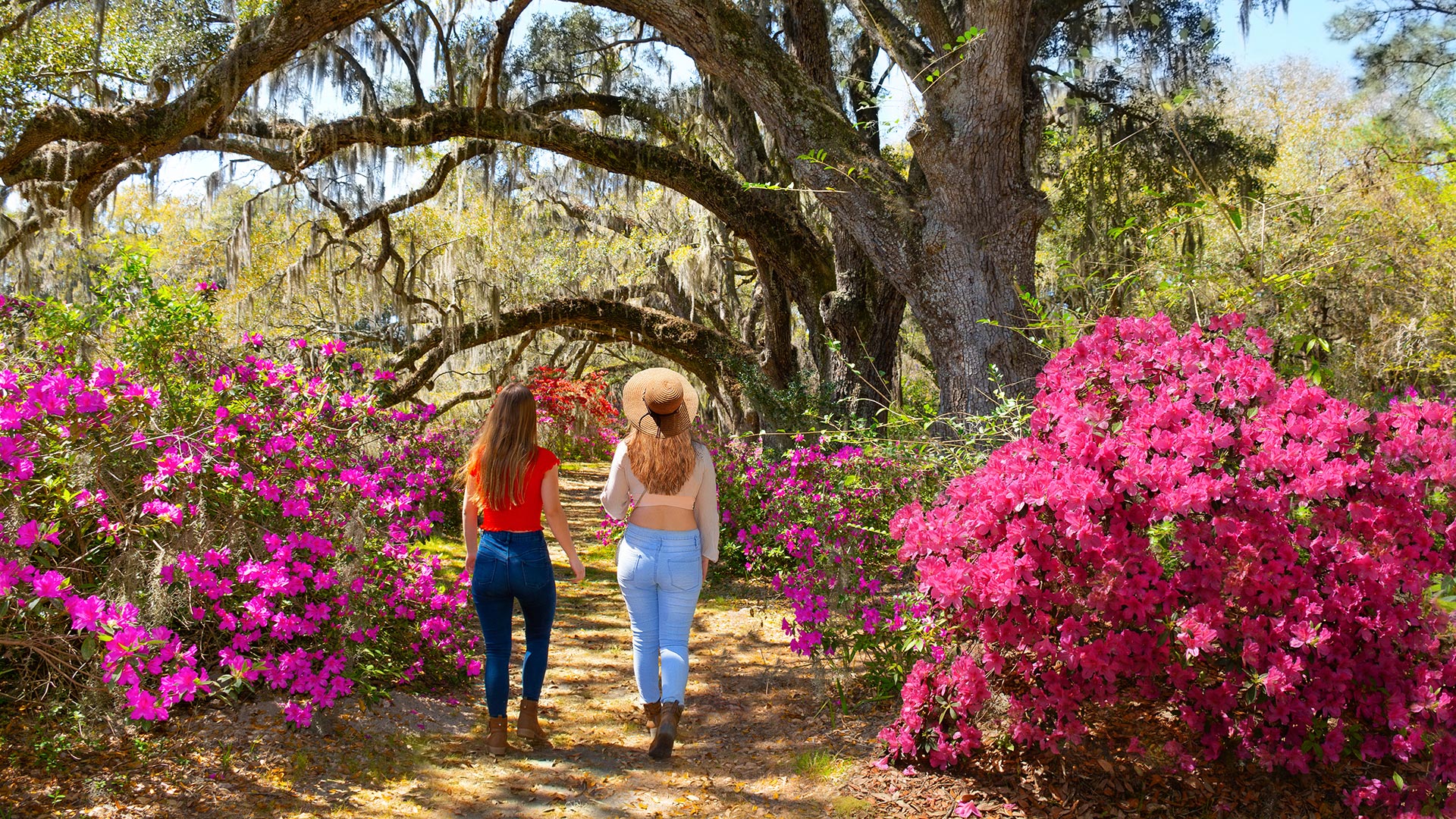 Walking through historic Magnolia Gardens in Charleston, South Carolina 