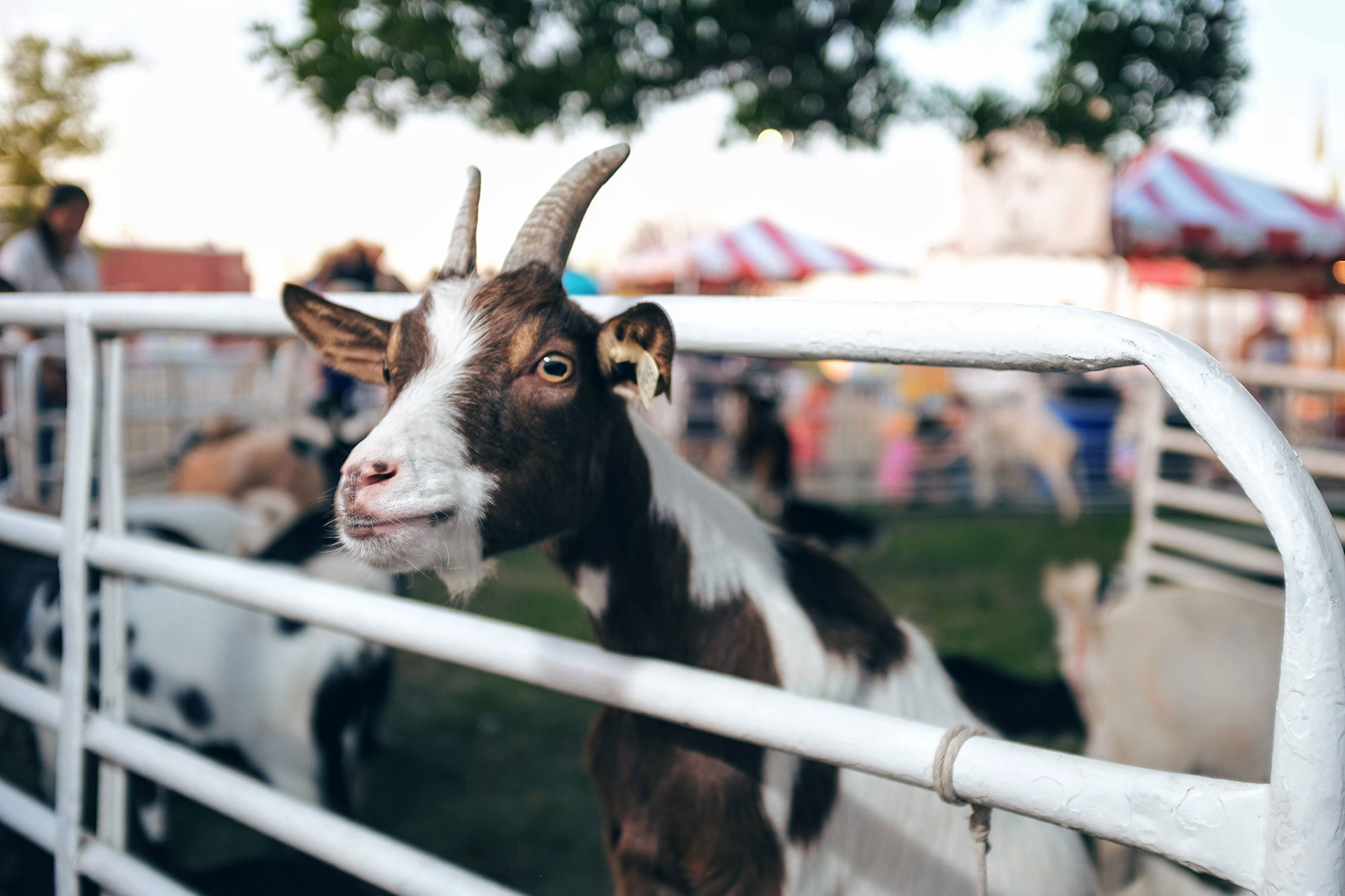 Goat at the petting zoo of the Nebraska State Fair in Grand Island