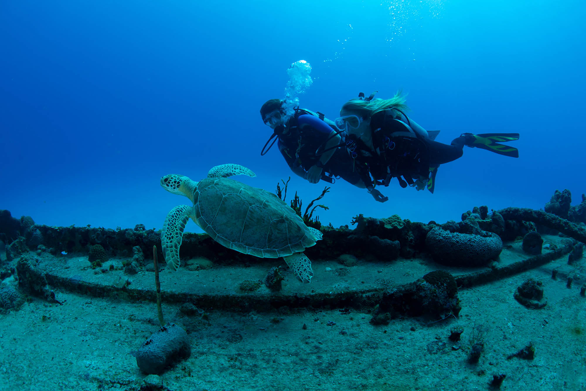 Personas practicando buceo junto a una tortuga marina en Santa Cruz, Islas Vírgenes de Estados Unidos; Crédito: Departamento de Turismo de las Islas Vírgenes de los Estados Unidos