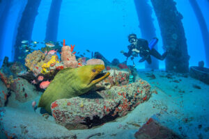 A scuba diver and green moray eel in St. Croix, U.S. Virgin Islands; Credit: US Virgin Islands Dept of Tourism