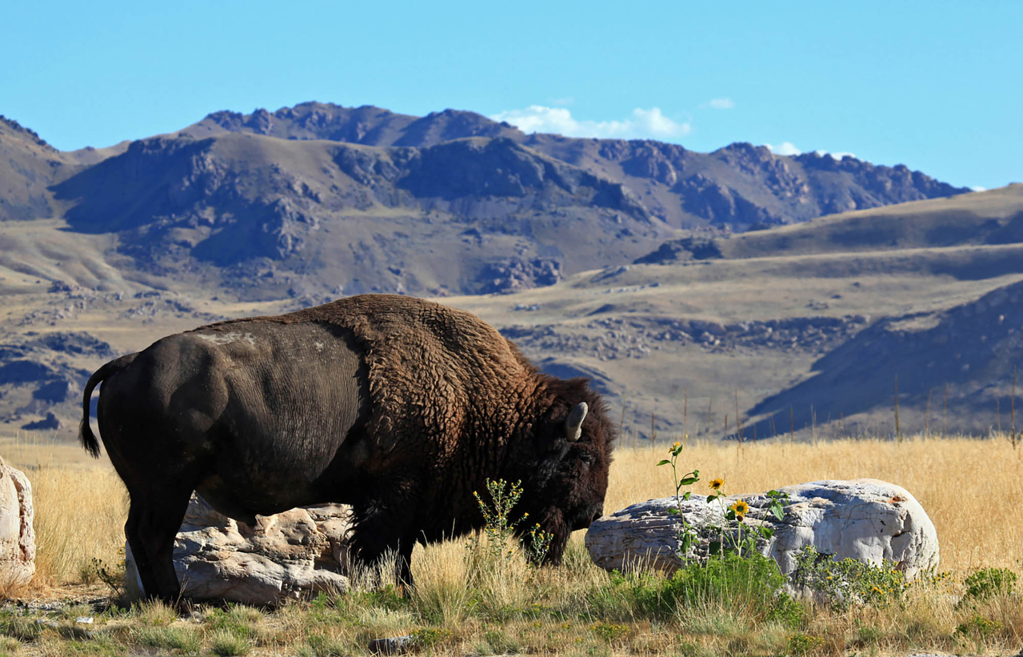Antelope Island State Park in Salt Lake City, Utah