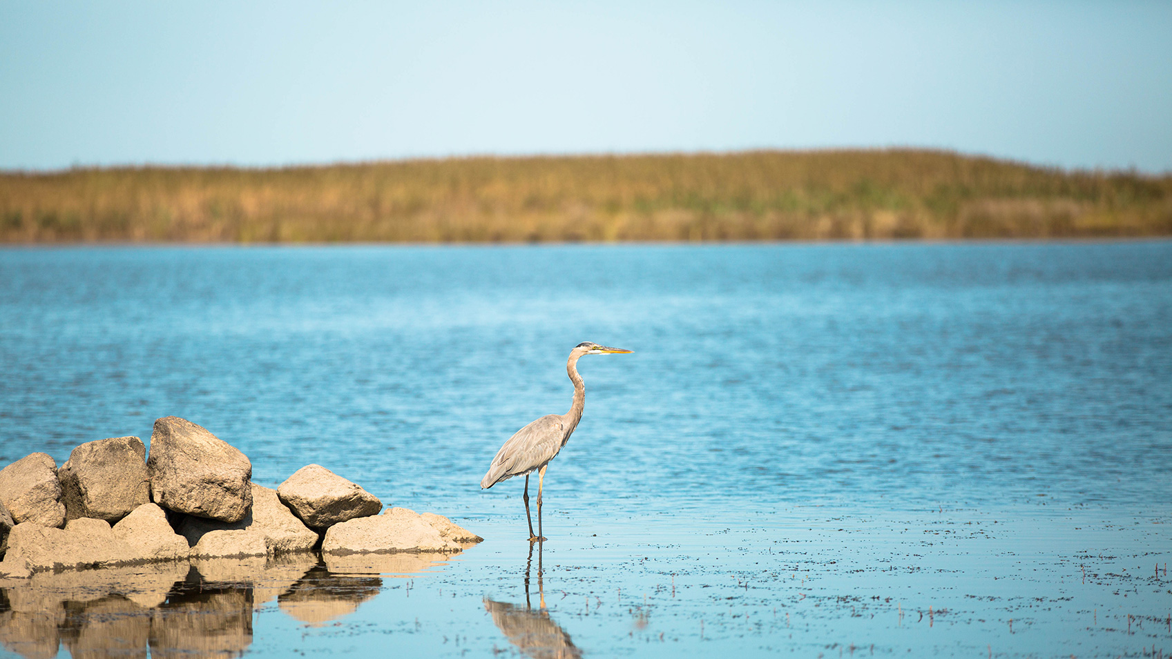 Ein Graureiher im Backbay Wildlife Refuge in Virginia Strand, Virginia