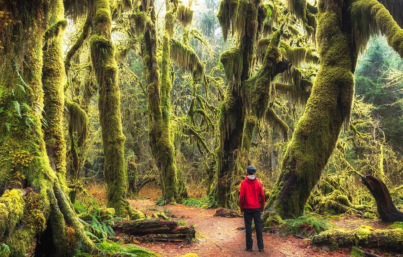The Hall of Mosses Trail in Olympic National Park’s Hoh Rain Forest near Forks, Washington
