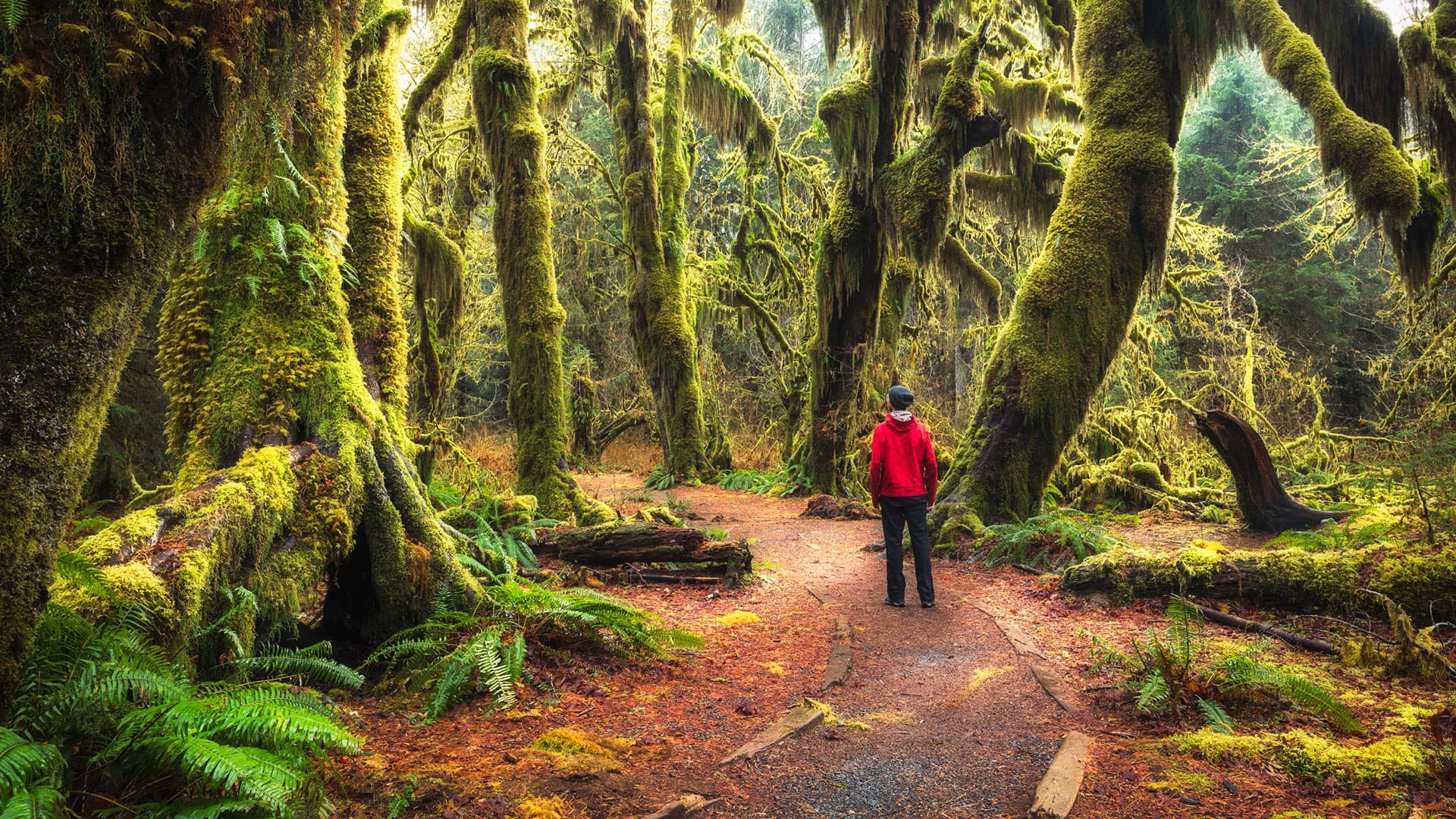Olympic National Forest near Forks, Washington