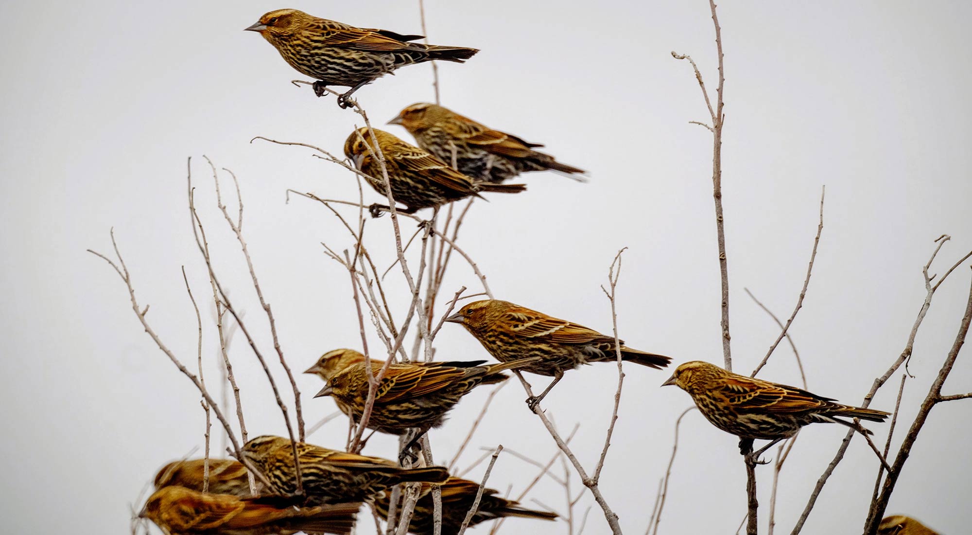 Des oiseaux dans un arbre le long de la Nebraska , près de Grand Island, Nebraska