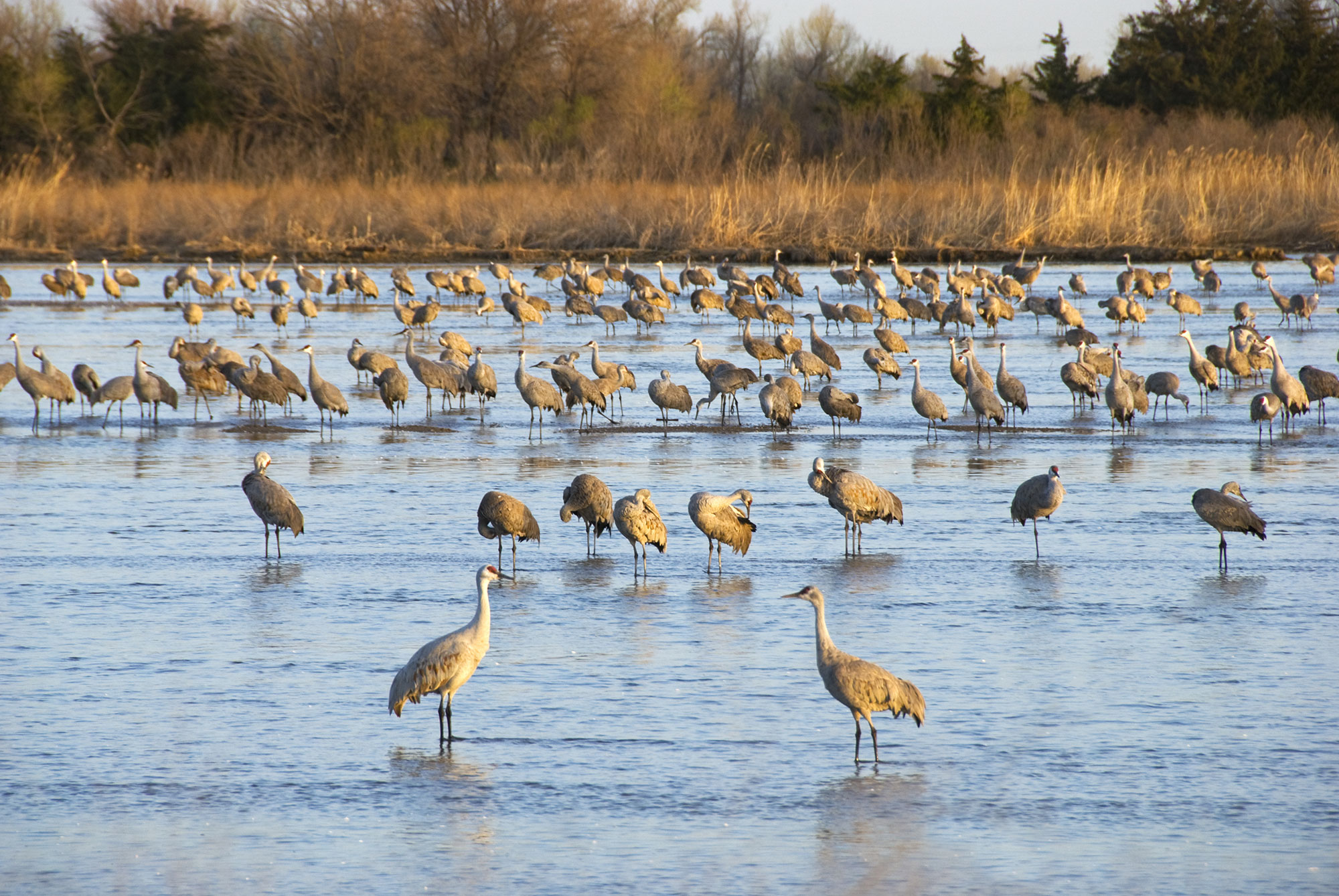 Sandhill cranes along the Platte River in Nebraska