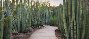 A pathway lined with Organ Pipe cacti in Phoenix, Arizona