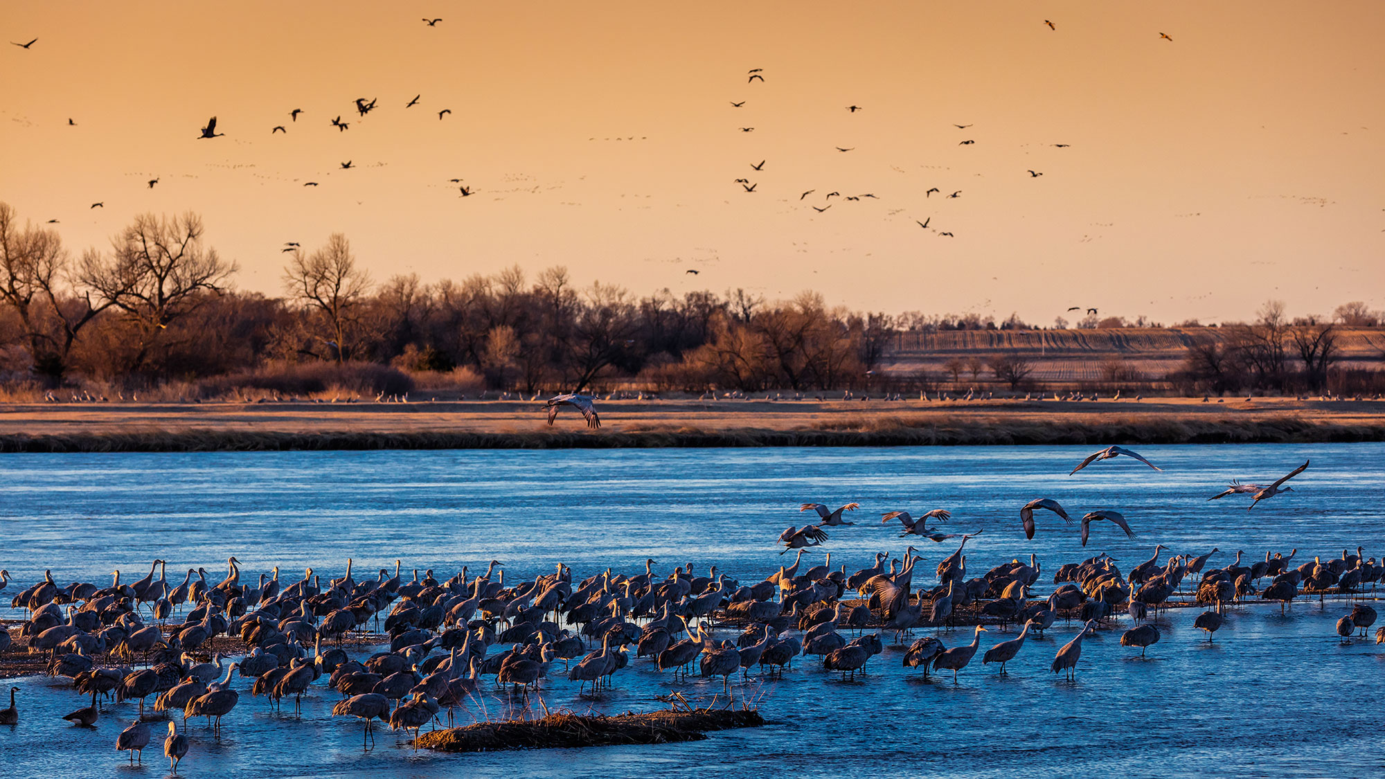 Migratory Sandhill Cranes resting at Platte River near Grand Island, Nebraska
