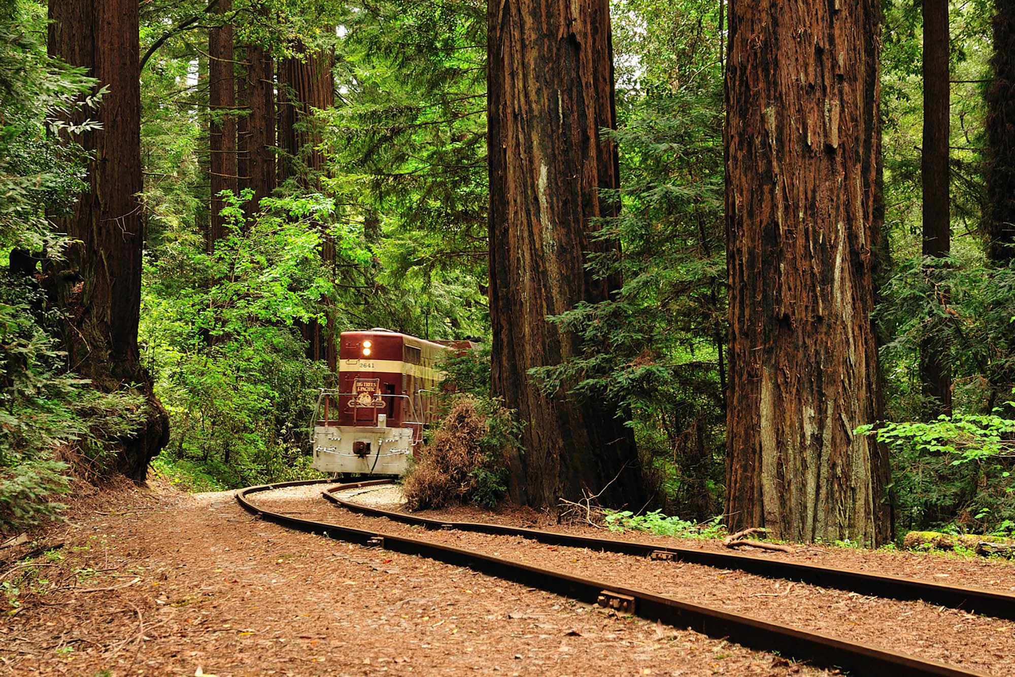 Il treno a vapore della foresta di Redwood nella contea di Santa Cruz, California