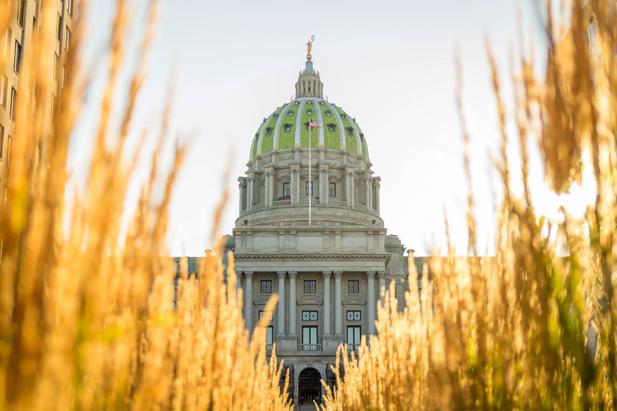 Wheat fields outside the Pennsylvania State Capitol building in Harrisburg, Pennsylvania
