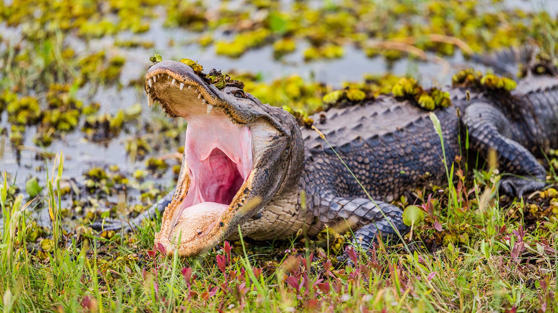 An alligator on the Creole Nature Trail All-American Road in Lake Charles, Louisiana