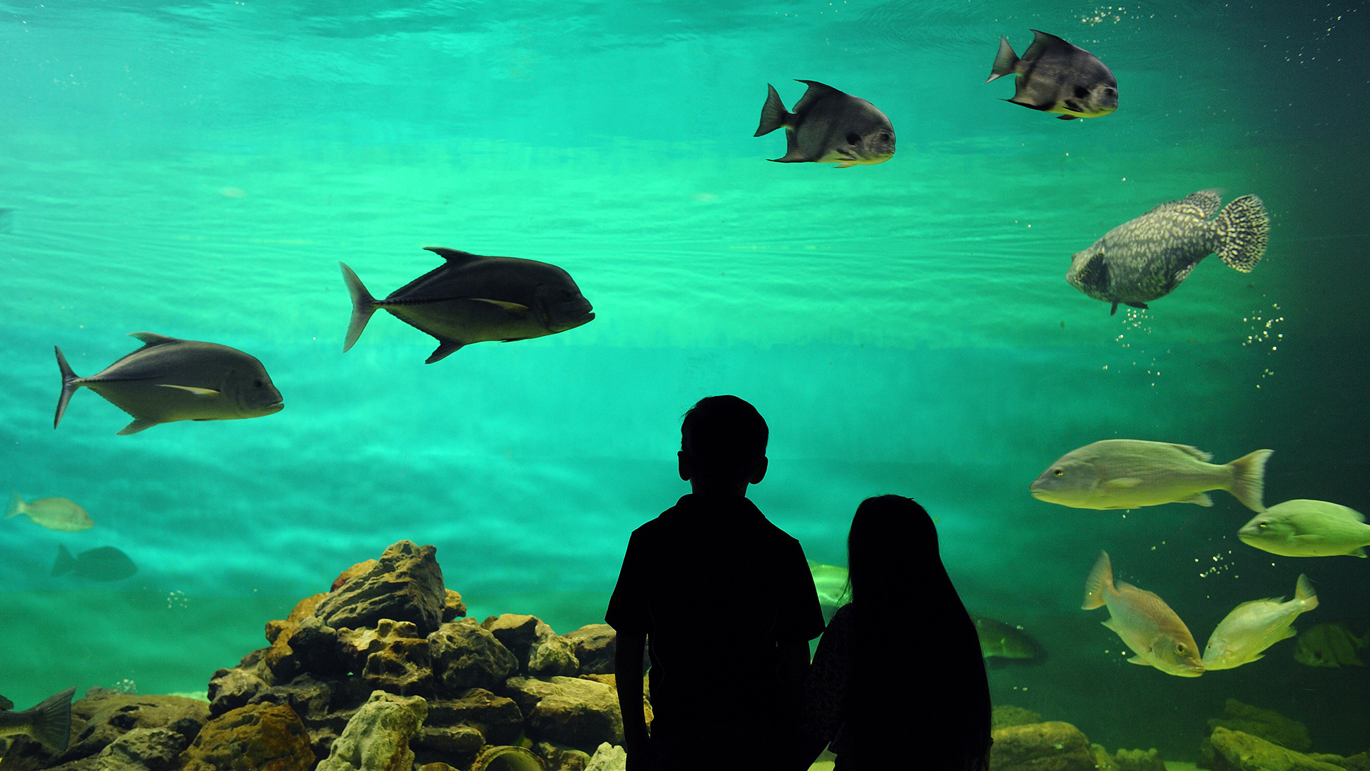 Kids viewing the Gulf aquarium at Sea Center Texas
