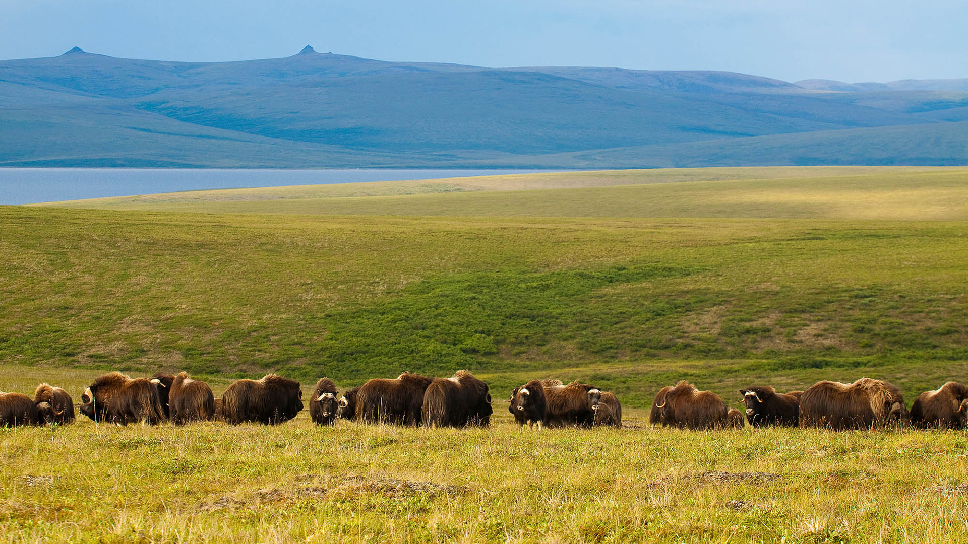 Moschusochsen weiden außerhalb von Nome. Alaska Bildnachweis: Michael DeYoung, Reisebericht Alaska