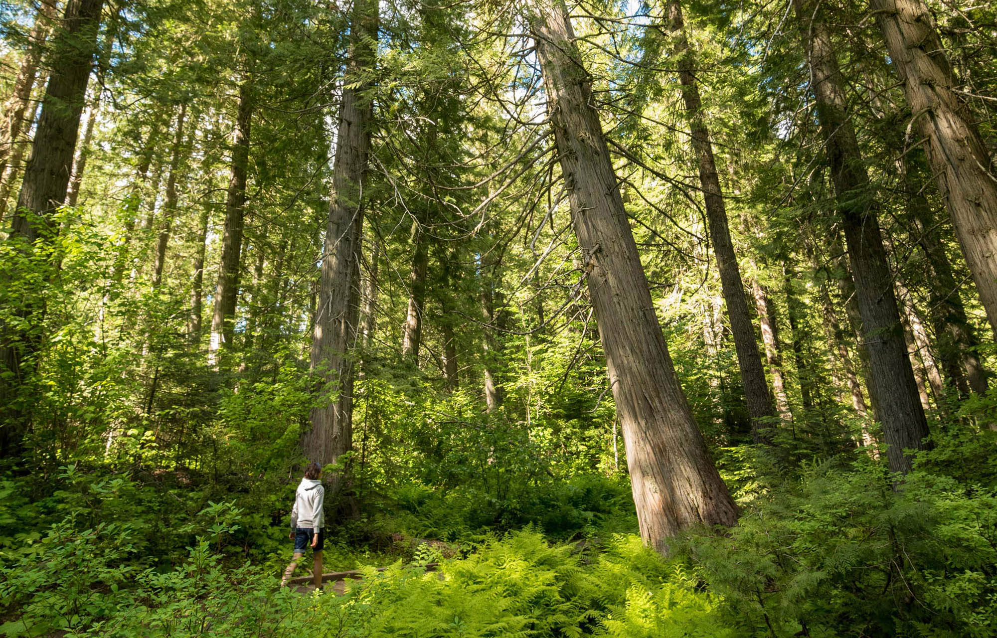 DeVoto Memorial Cedar Grove in Powell, Idaho; Credit: Visit Idaho
