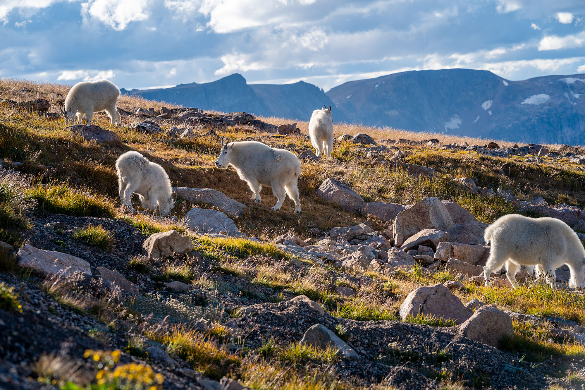 Mountain goats along the Beartooth Highway in Montana; Credit: Kaden Harrison