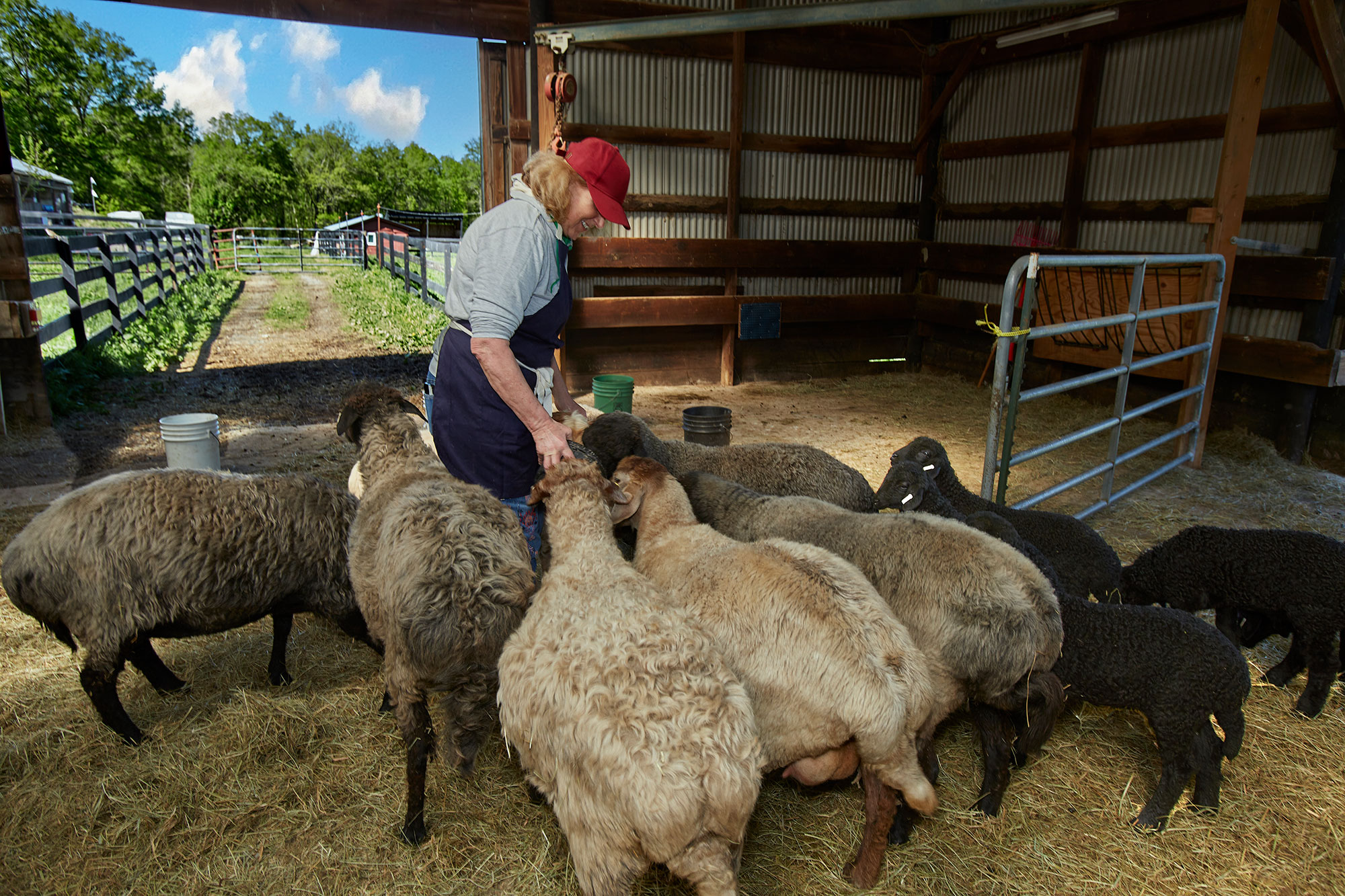 Farmer and sheep at All One One All Farm in Goshen, New York
