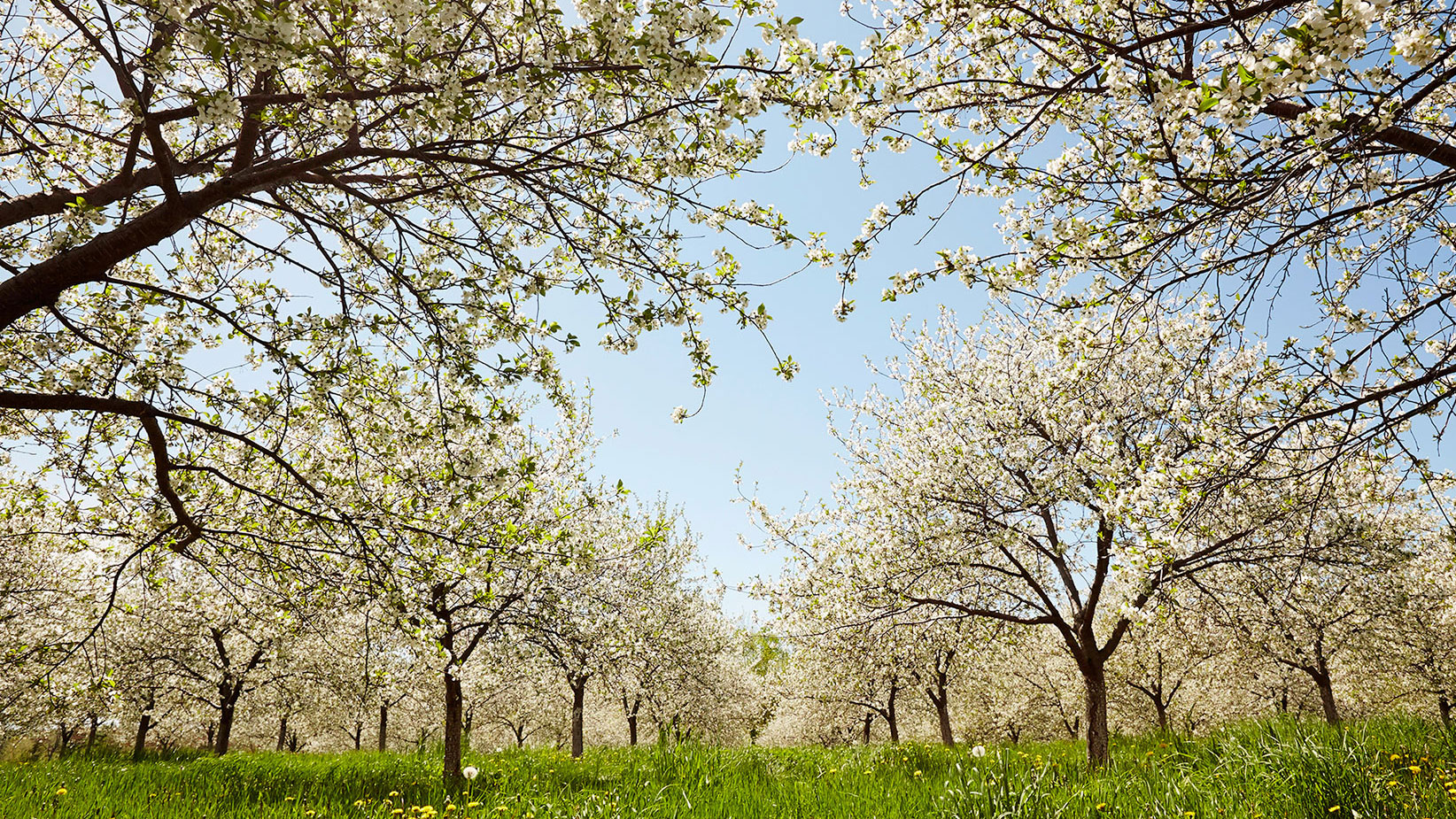 ウィスコンシン州 ドア郡の果樹園の桜