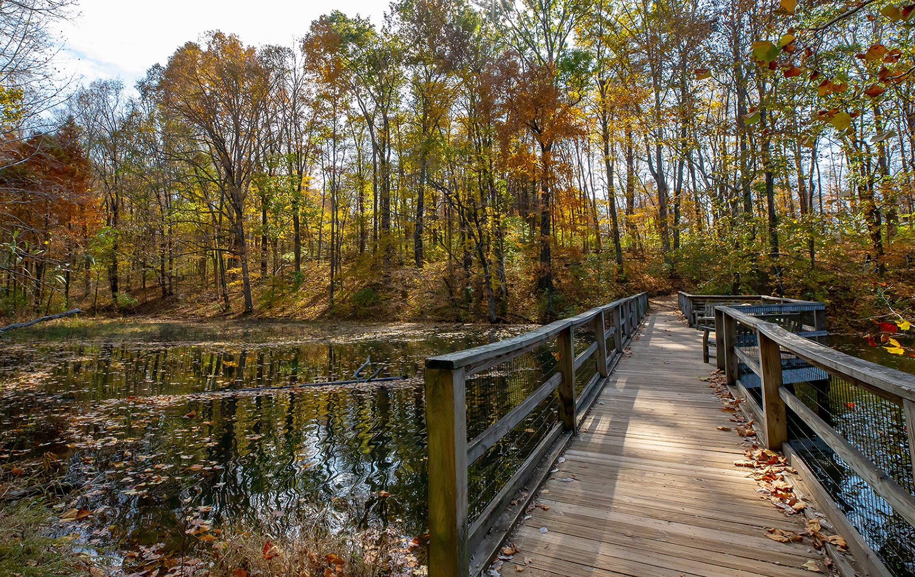 Boardwalk in the Bernheim Forest near Bardstown, Kentucky; Credit: Bernheim Arboretum & Research Forest