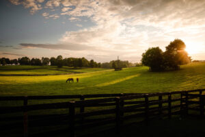 View of a horse farm in Lexington, Kentucky; Credit: Sydney Char