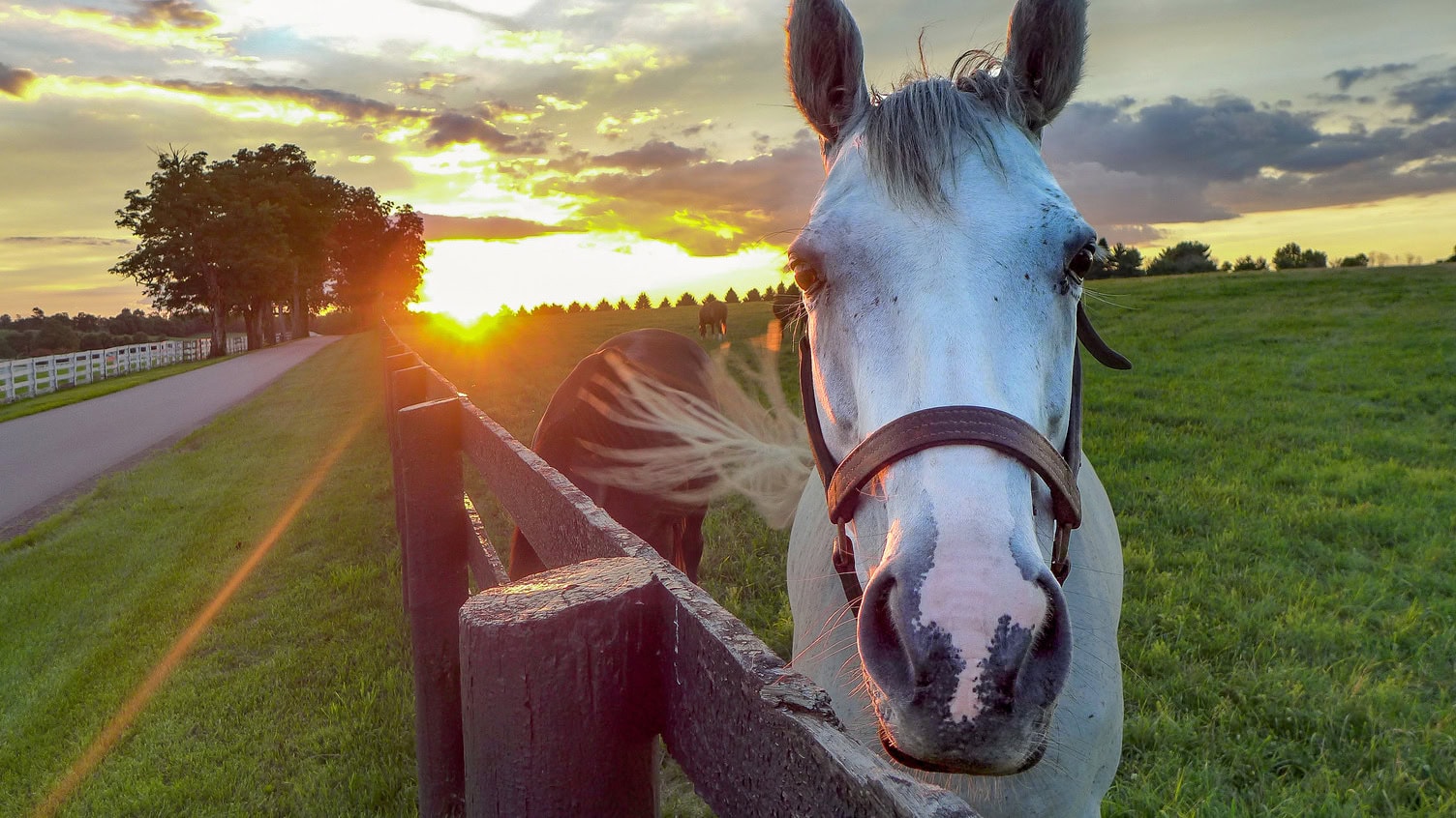 A horse on a farm in Lexington, Kentucky; Credit: Brett Haitkee