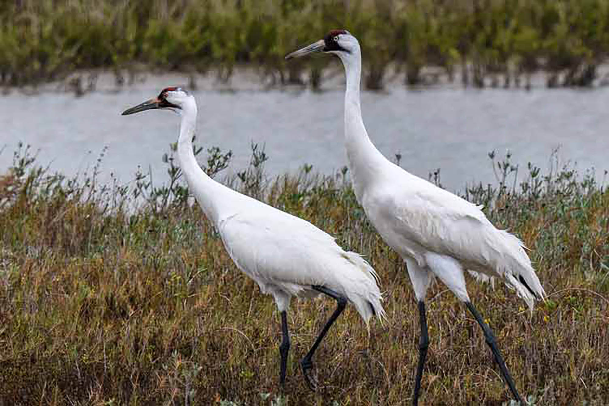 Dois grous-americanos no Refúgio Nacional de Vida Selvagem Aransas, perto de Port Aransas, Texas