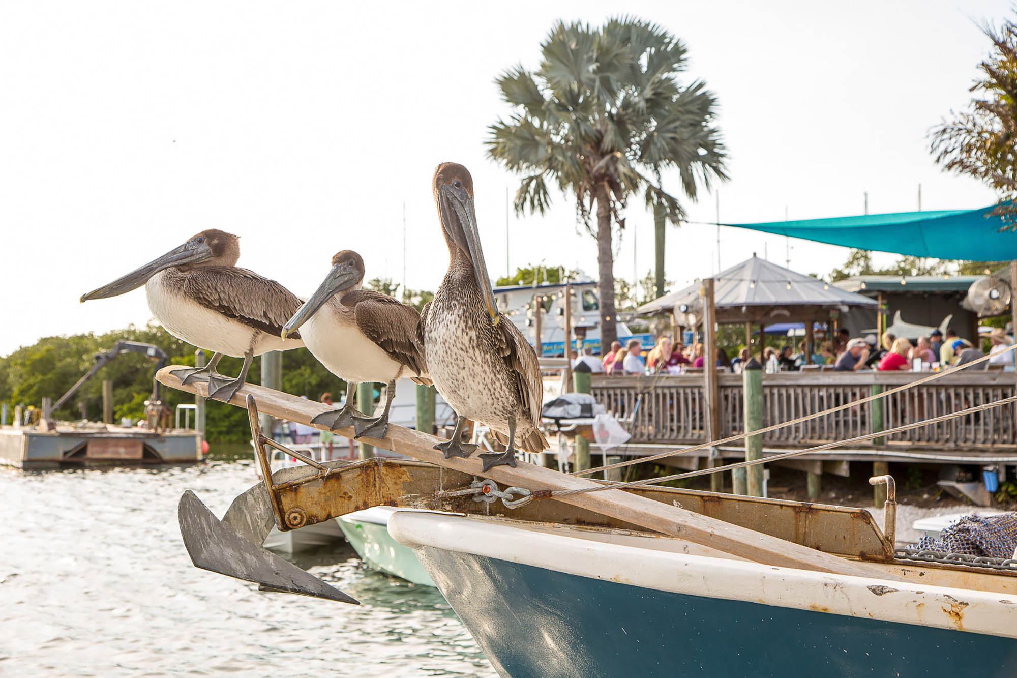 Pélicans devant un restaurant en bord de mer dans Bradenton, Floride
