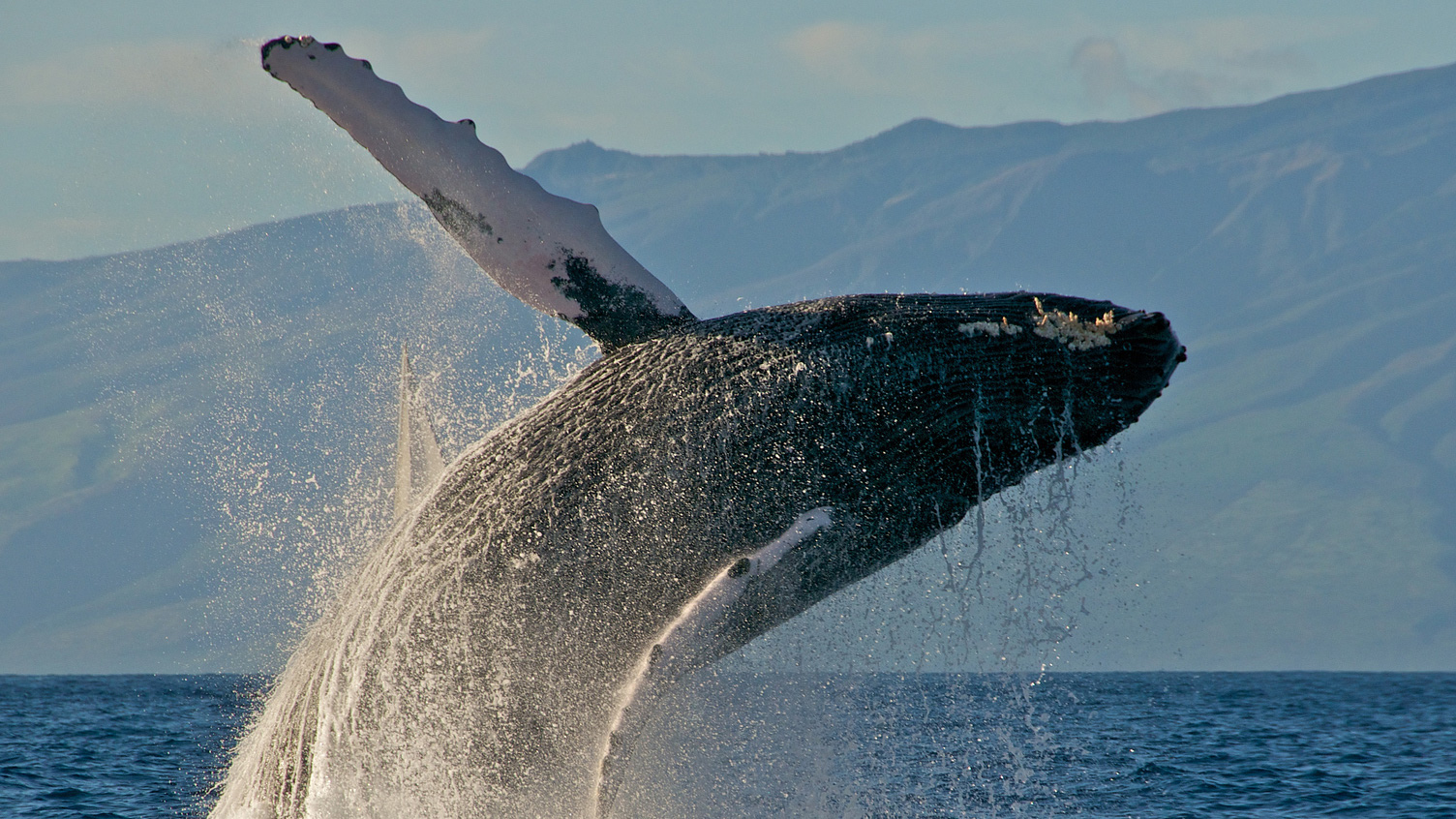 Una ballena saltando frente a las costas de Hawái